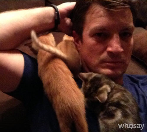 Nathan Fillion, Kittens